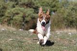 CORGI CARDIGAN 036